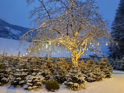 winterliche_Landschaft_Weihnachtsbaum_Kultur_Stimmungsbild_